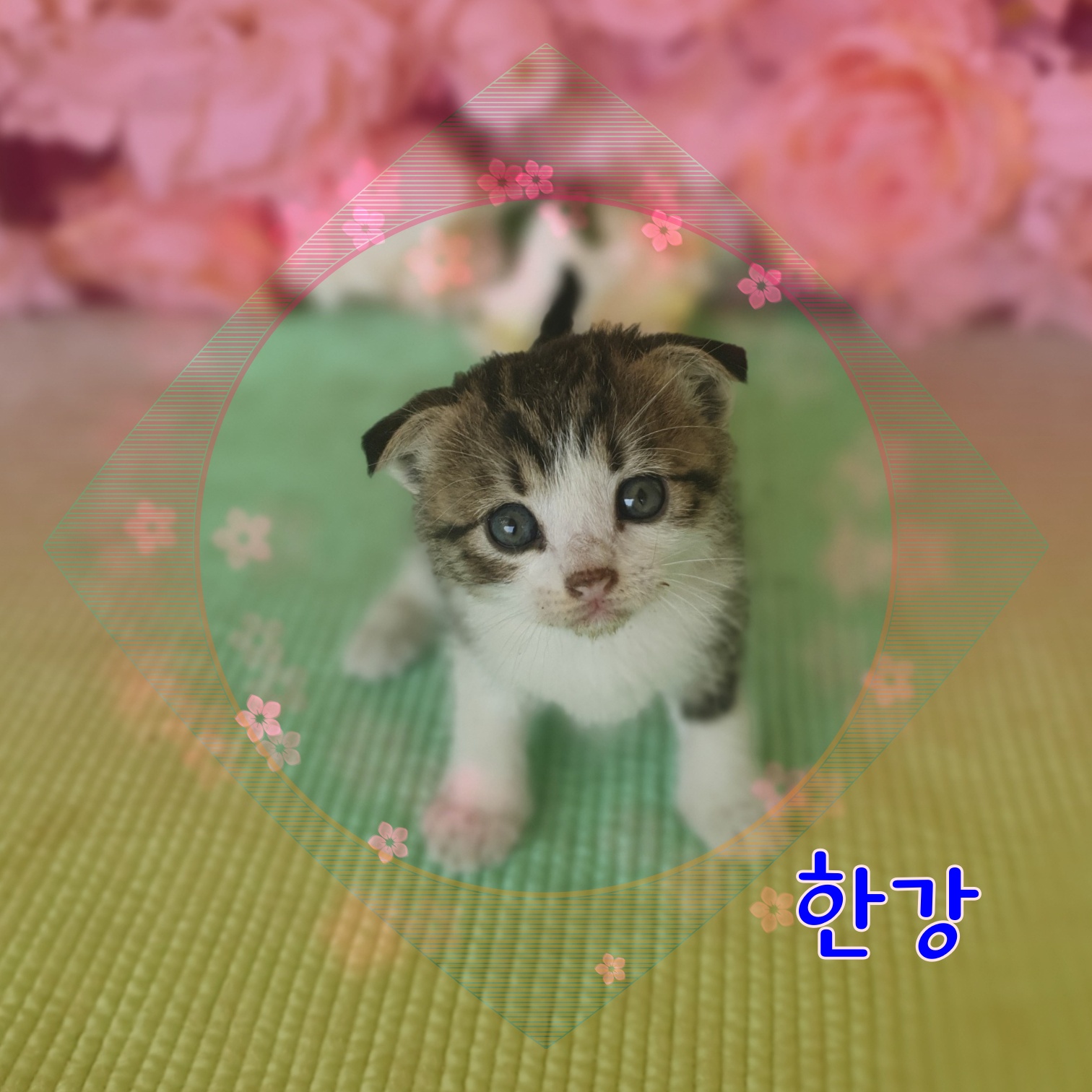 군산유기동물보호센터_445467202300908